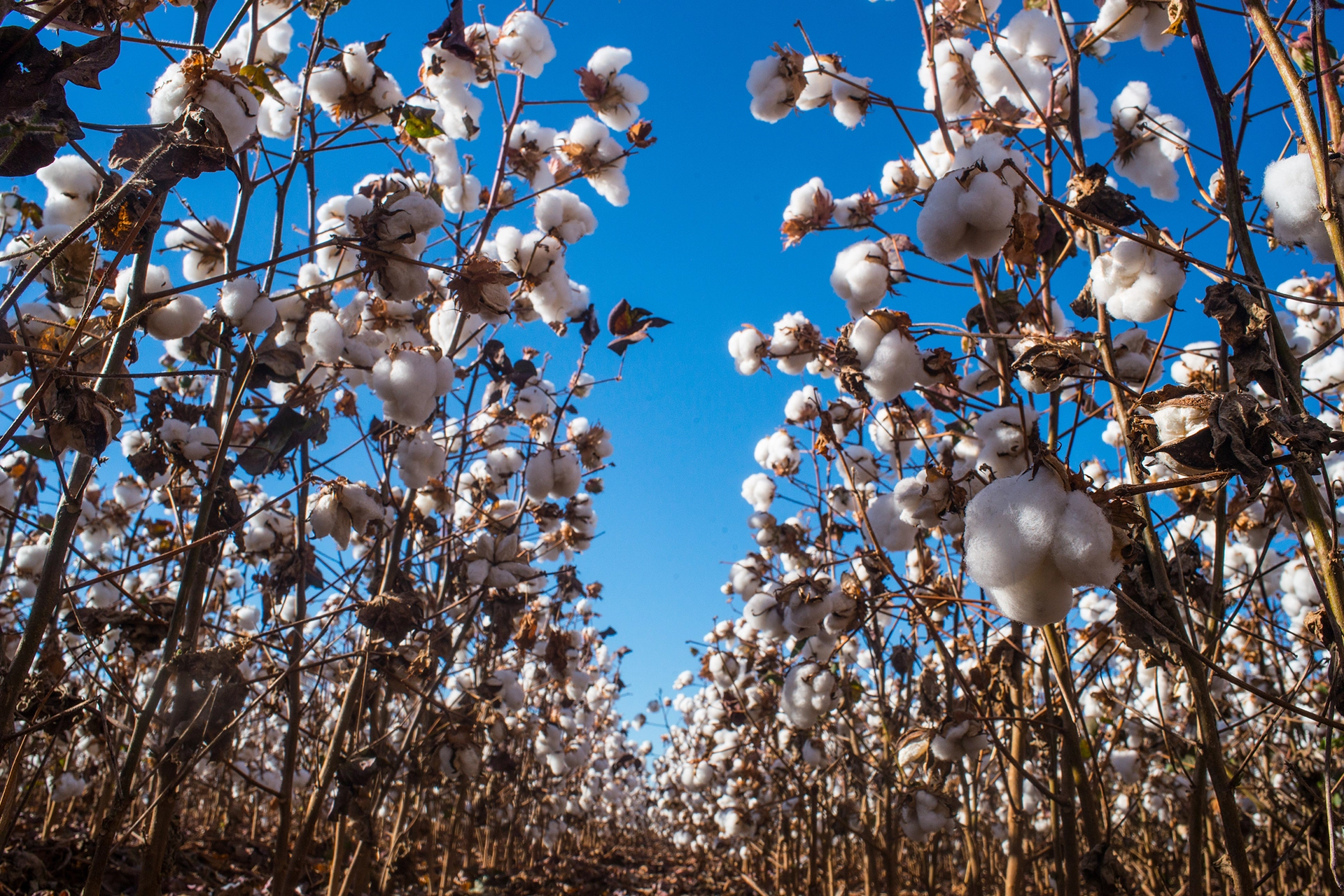 The Benefits And Importance Of Organic Cotton In Sustainable Fashion