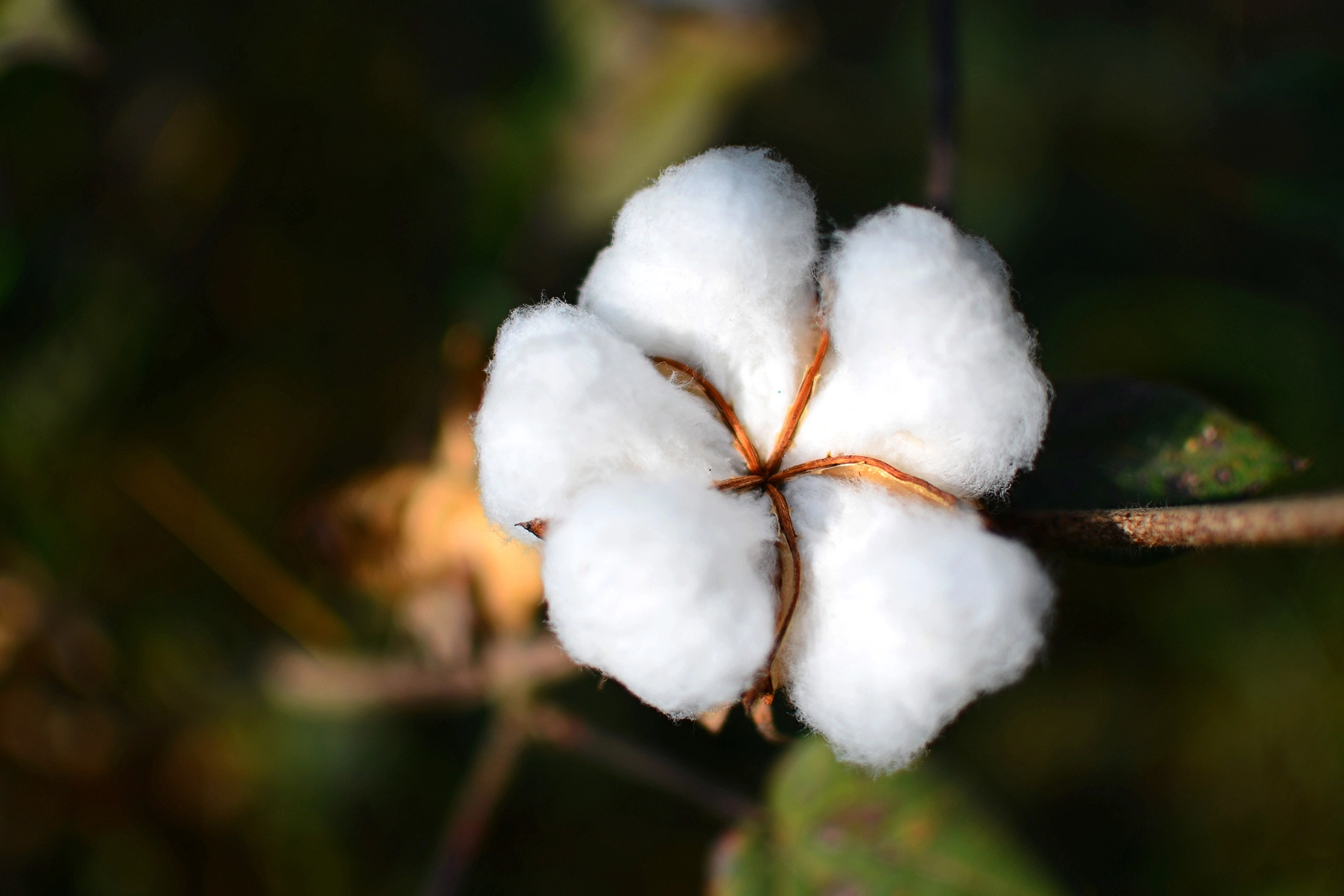 The Benefits And Importance Of Organic Cotton In Sustainable Fashion